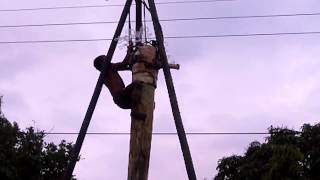 video LUCU | panjat pohon pisang di sawah yang berhasil