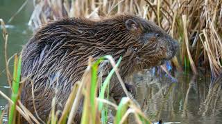 Details Dorset Wildlife Trust Beaver Consultation Update