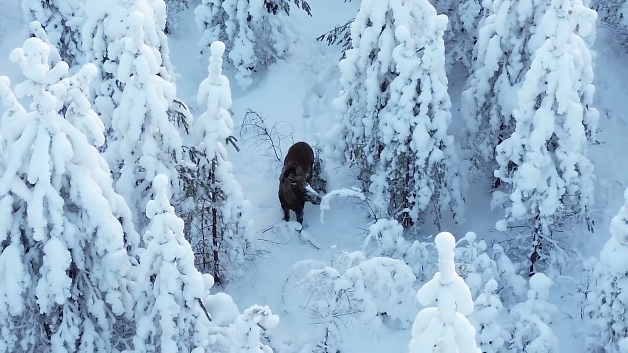 Hirvet lumisessa maisemassa/ Moose in a snowy landscape