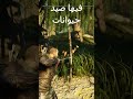 البطل اللص روبن هود في لعبة جديدة Robin Hood Sherwood 