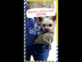 名入れドッグスリングの購入方法【犬服通販ドッグピース】 #shorts