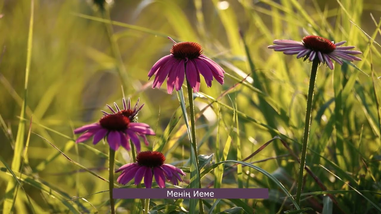 Жаңа Ән жинағы 2024-2025