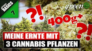 WIEVIEL GRAMM ich mit 3 CANNABIS PFLANZEN ERNTEN konnte ? | GreenBasics 7 | HomeGrow Basic