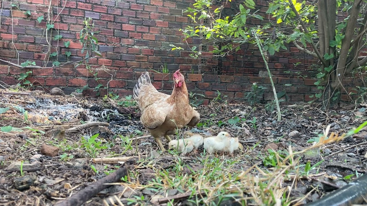 Mother Hen Leads Her Chicks to Food - Silent Garden ASMR