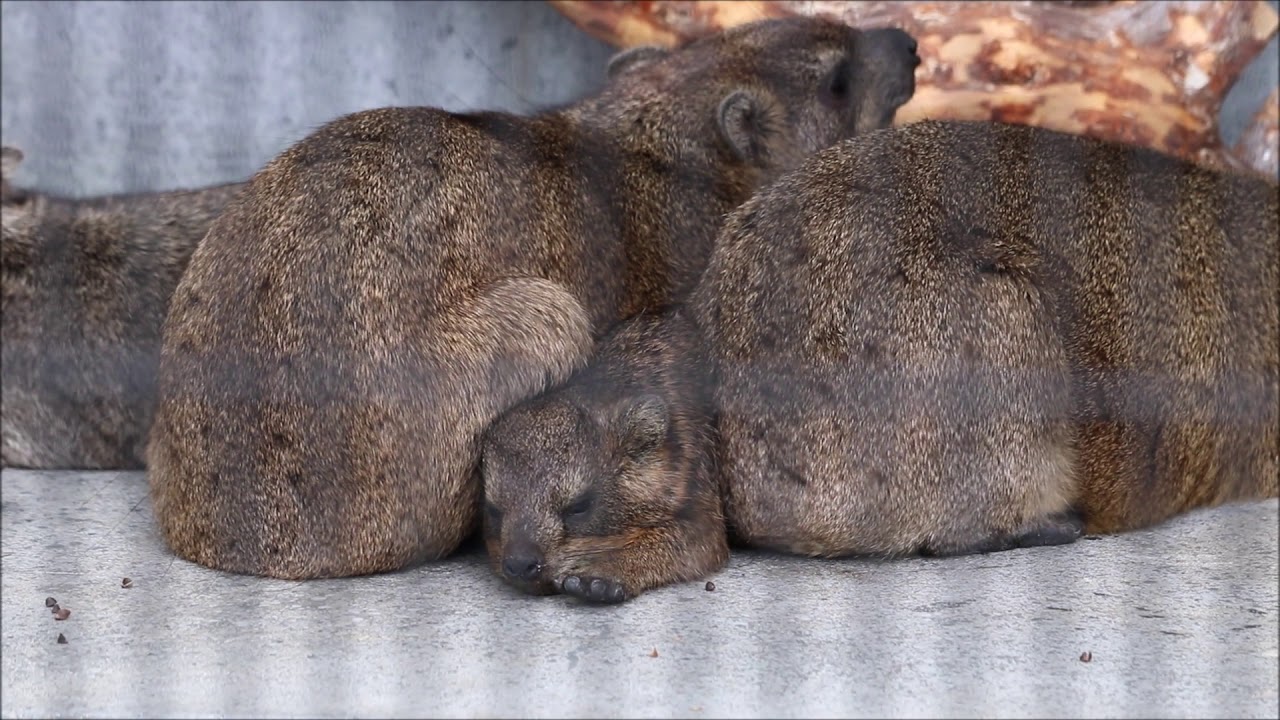 19 12 ケープハイラックスおしくらまんじゅう In 京都市動物園 Youtube