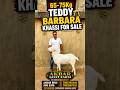 65-75Kg Teddy Barbara Khassi For Sale #goat #barbara #barbarigoats #barbari #bakraeid #bakra #shorts