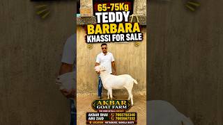 65-75Kg Teddy Barbara Khassi For Sale #goat #barbara #barbarigoats #barbari #bakraeid #bakra #shorts