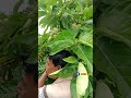 ক্যান্সারের মাহা ঔষধ ননিফল এখন বাংলাদেশের চাষ হচ্ছে।  #trending #ytshorts #shots
