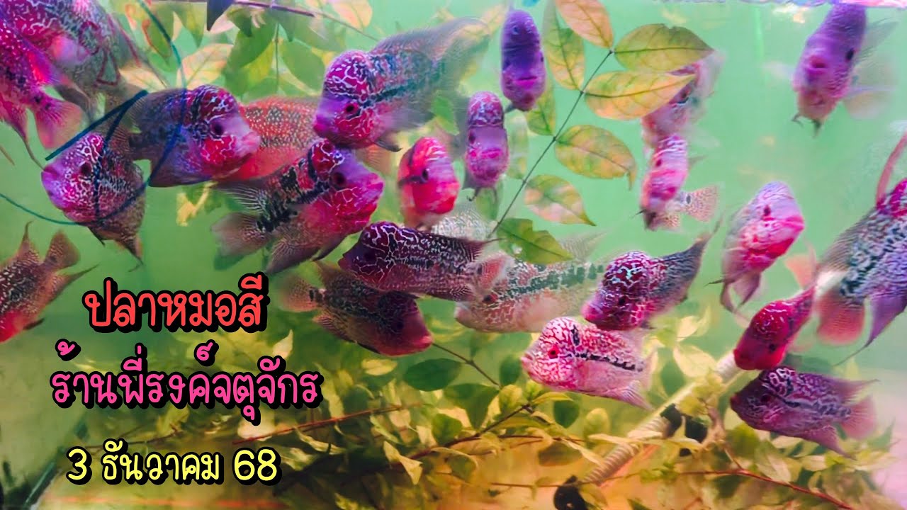 Zing’s Day l ปลาหมอสีร้านพี่รงค์ตลาดจตุจักร 3 ธันวาคม 68