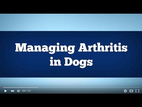 Managing Arthritis in Dogs