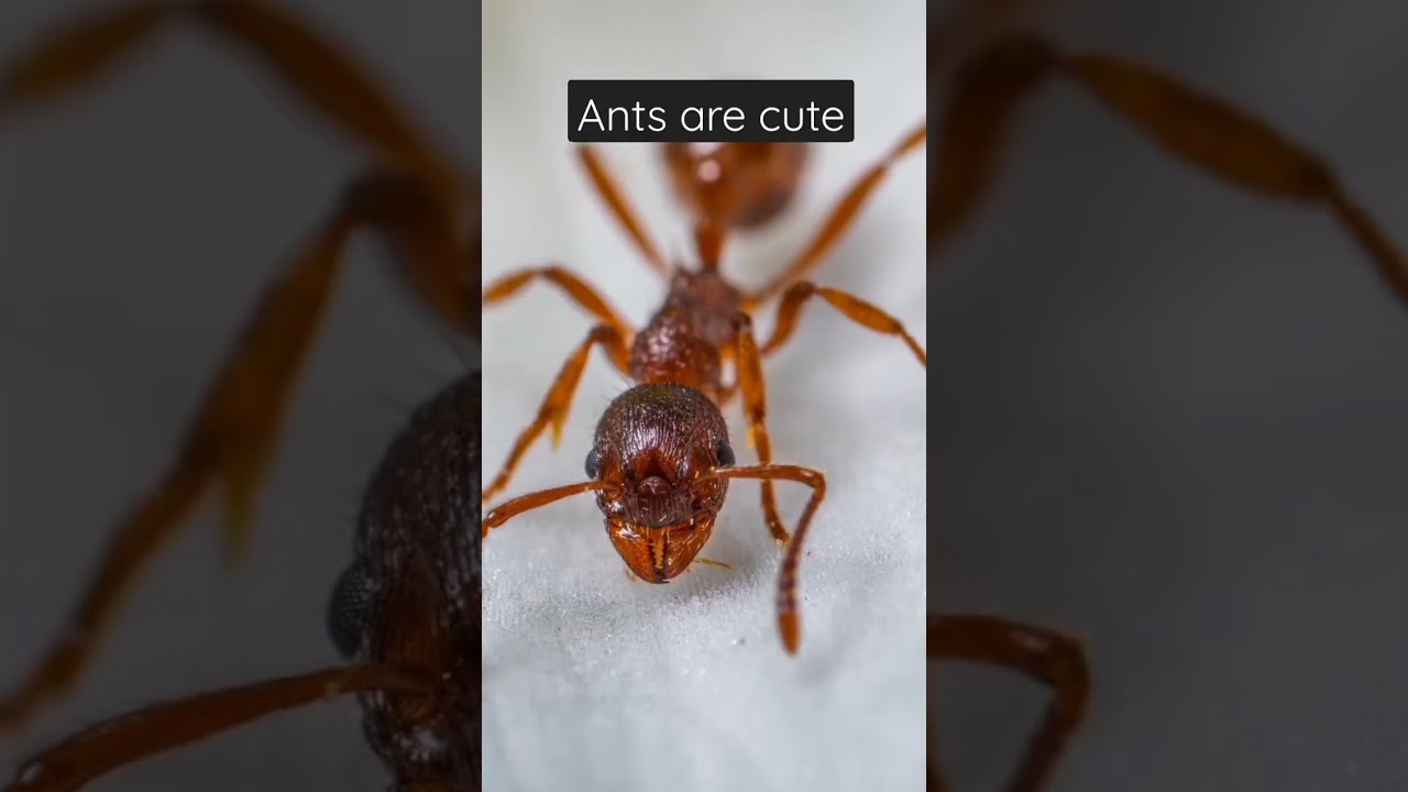 ants are cute until...
