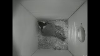 Nestbox 20180913/20:00 - 1018 frames with movement