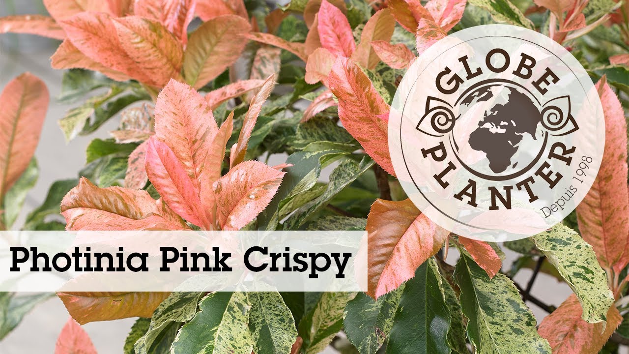 Photinia Pink Crispy - YouTube
