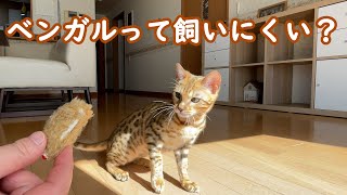 ベンガルって飼いにくいの【ベンガル子猫の日常】