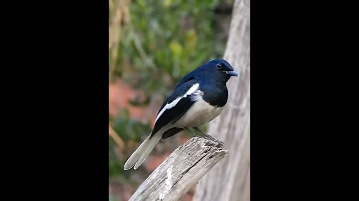 Magpie Robin . One of the best singer in birds  #w...