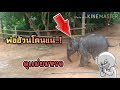 ป๋าอ้วนดุ🐘แม่หางดี...🐘เสื่ยมิ่งเลยเอาคืน(มั่นเขี้ยวมานานแล้ว)😂🤣 paoตามติดชีวิตช้าง