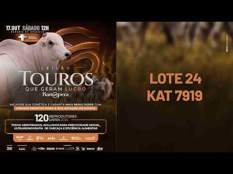 LOTE 24 - KAT 7919