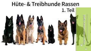 Steffi`s Hunderasse Lexikon ➡️ Hütehunde Rassen ➡️ 1. Teil Hütehunde ✔️