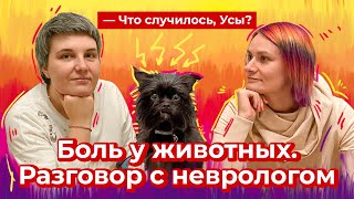 Что случилось, Усы? Боль у животных. Разговор с неврологом