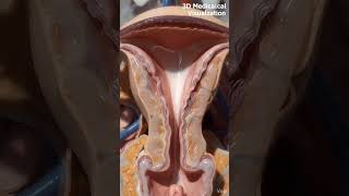 How Fluid Travels Inside The Female Reproductive System! 🧬 #shorts