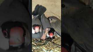 gray java 🐦 | javasparrow with kids #javabirds #javasparrow #subscribemychannel
