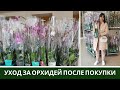 Уход за Орхидеей 🌸 Фаленопсис 🌸 После Покупки