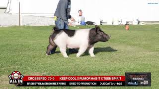 CROSSBRED 79-9 - All In Bred Gilt Sale - Nov 16th, 2024