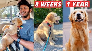 OUR PUPPY GROWING UP | Golden Retriever Puppy 8 WEEKS to 1 YEAR | VERY EMOTIONAL 😍 ♥🤗