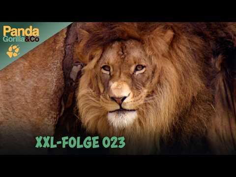 XXL-Spezial: Chaos im Löwenkindergarten! | Panda, Gorilla & Co. | Zoo Doku
