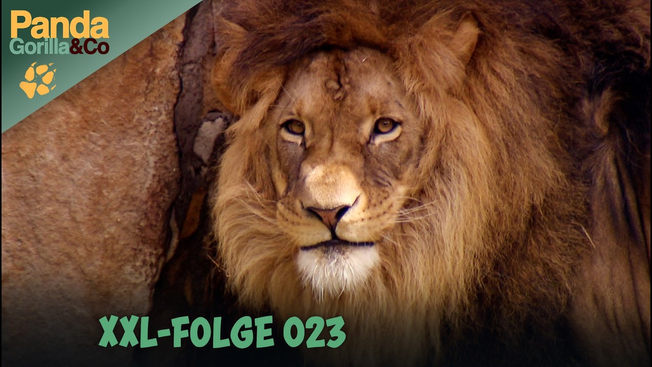 XXL-Spezial: Chaos im Löwenkindergarten! | Panda, Gorilla & Co. | Zoo Doku