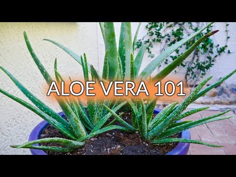 Aloe Vera 101: A Round Up Of Our Care Posts & Videos / Joy Us Garden -  YouTube