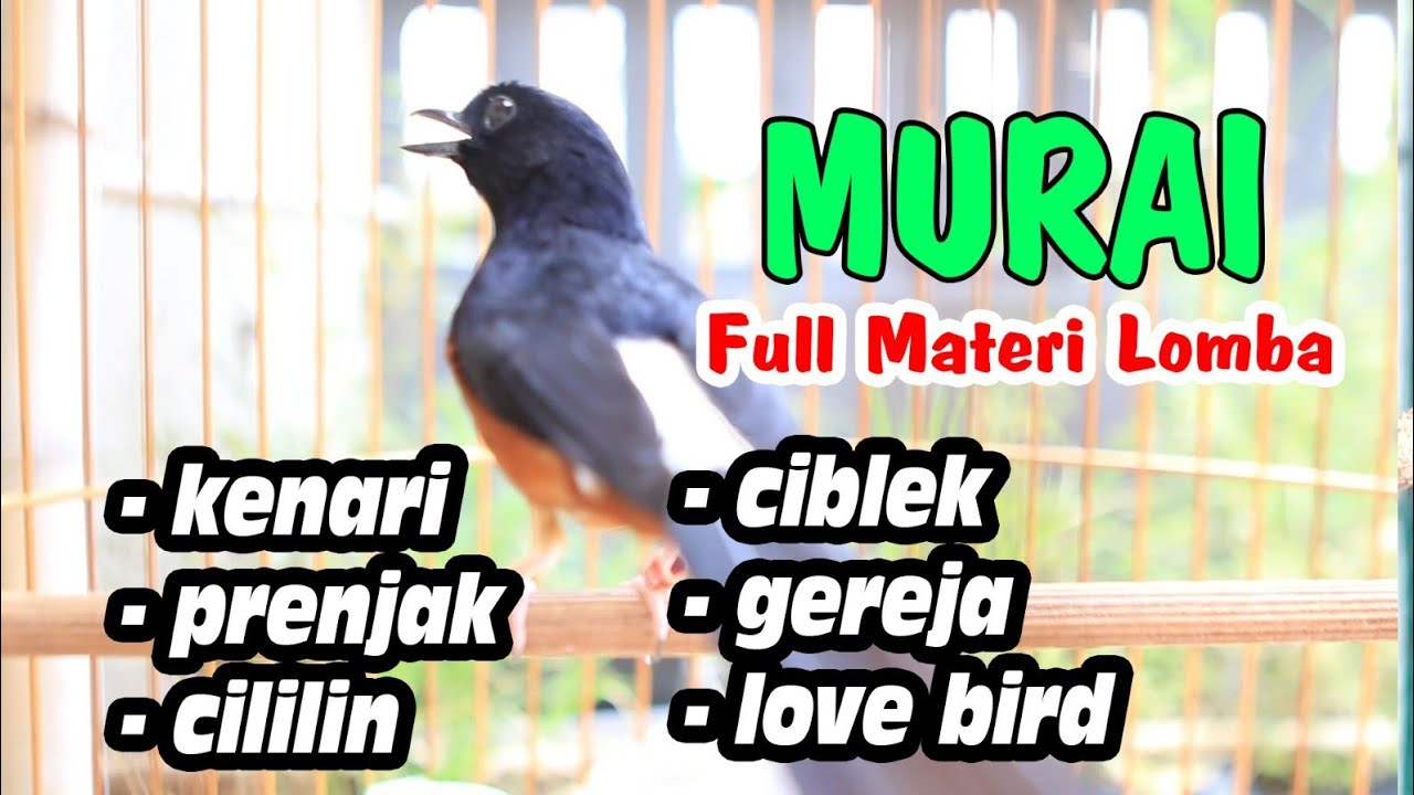 MASTERAN MURAI BATU FULL TEMBAKAN MATERI, MURAI BATU MALAS JADI GACOR