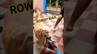 Rowdy Max..😂 #max #ytshorts #youtubeshorts #shortsfeed #shorts #viral