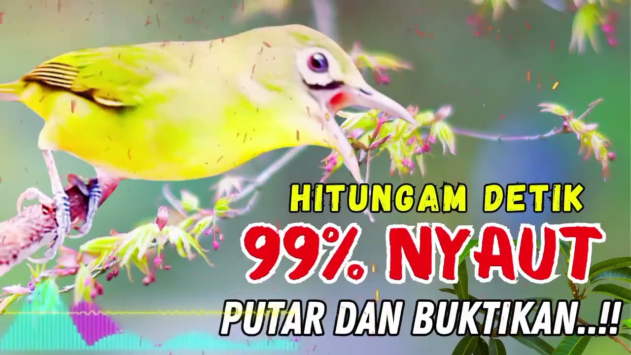 MASTERAN BURUNG PALING DI CARI !! Baru Diputar Langsung Bikin Lawan Emosi!