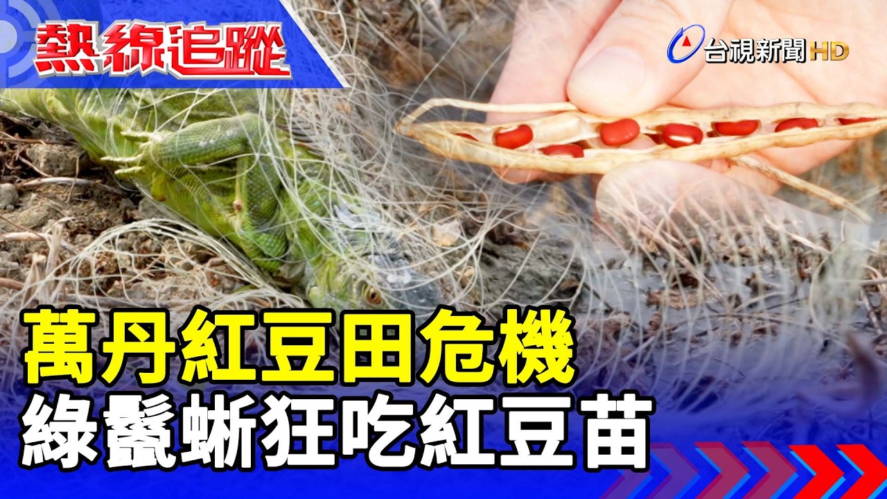 萬丹紅豆田危機 綠鬣蜥狂吃紅豆苗 【熱線追蹤】