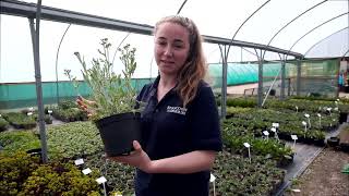 Peat & Peat-free what's it all about....
