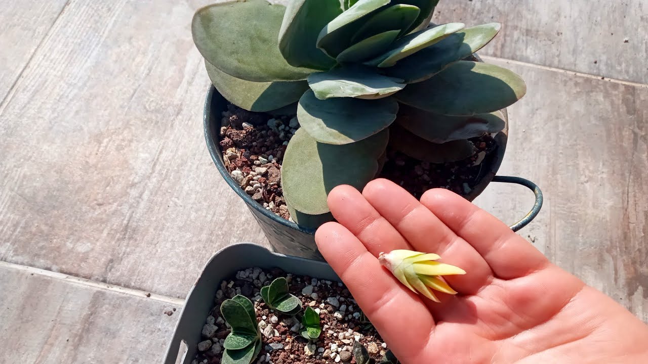 Gasteria ve Crassula saksı değişimi.
