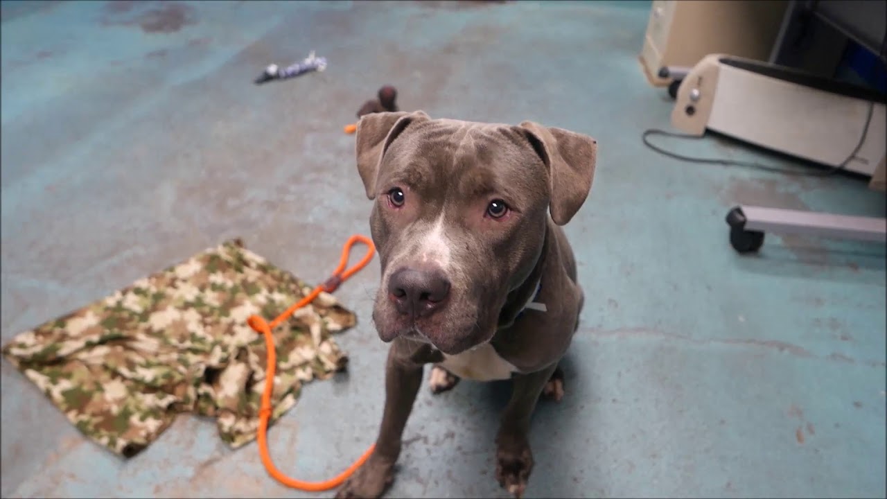 Kairo - 19635 - Brooklyn ACC camera iphone 8 plus apk