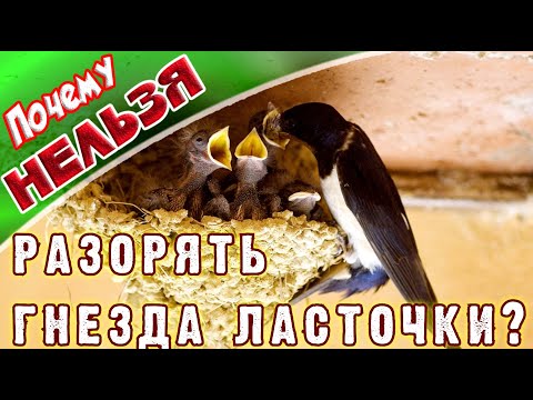 Может ли ласточка выжить в домашних условиях