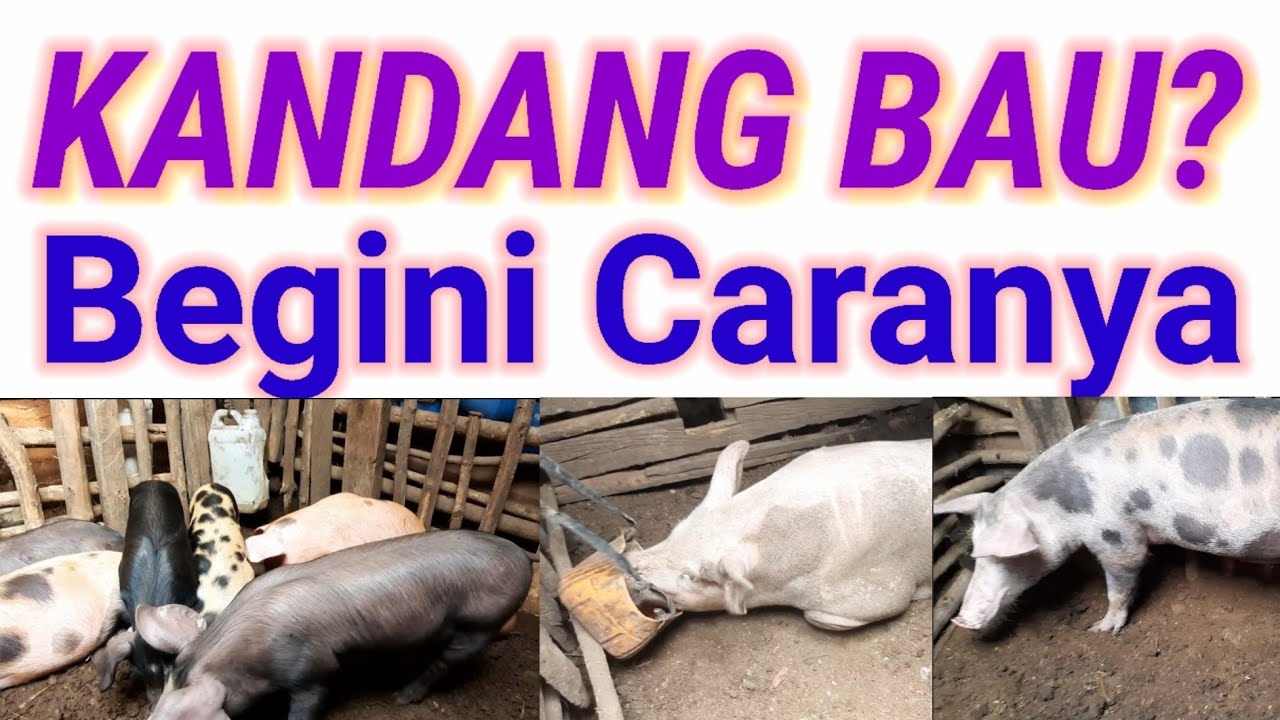 Cara Menghilangkan Bau Tak Sedap Pada Daging Sapi Menghilangkan Masalah