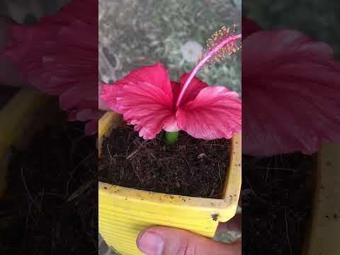 Video: Texas Star Hibiscus Care – Jak pěstovat rostliny Texas Star Hibiscus