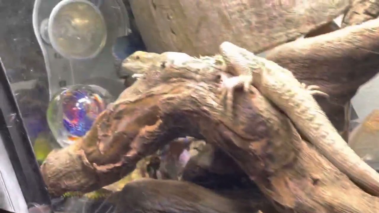 Late night ozzy snack