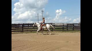 LOUD COLORED LEOPARD APPALOOSA GELDING, ANYONE CAN RIDE, SEASONED TRAIL HORSE