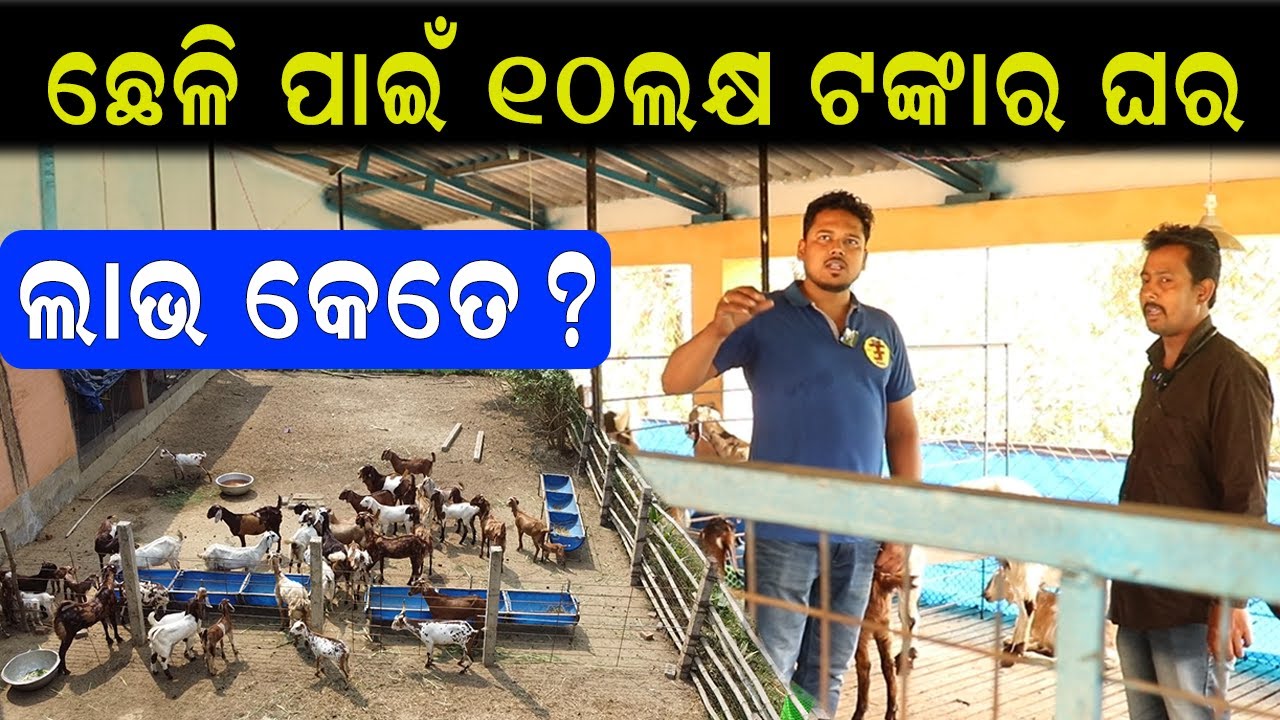 କେମିତି ତିଆରି କରିବେ ଛେଳି ର ଘର ||  How to construct goat farm. @EfarmingOdisha
