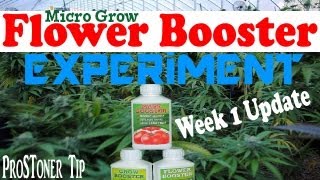 Micro Grow | Increase Harvest Yield Experiment Week 1 Update W/Flower Booster