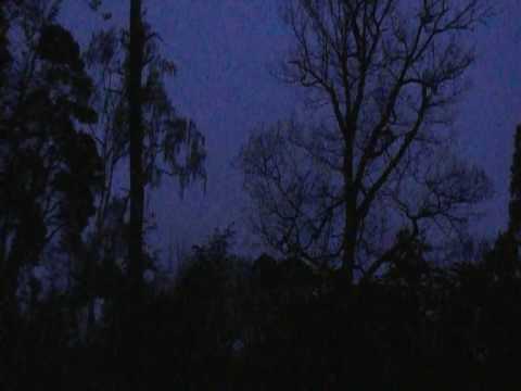 The Dawn Chorus 2010