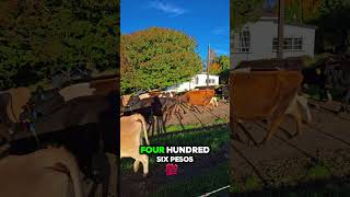 Nagulat Ako Da Sahod Dairy Farm Istant Salary Reveal.