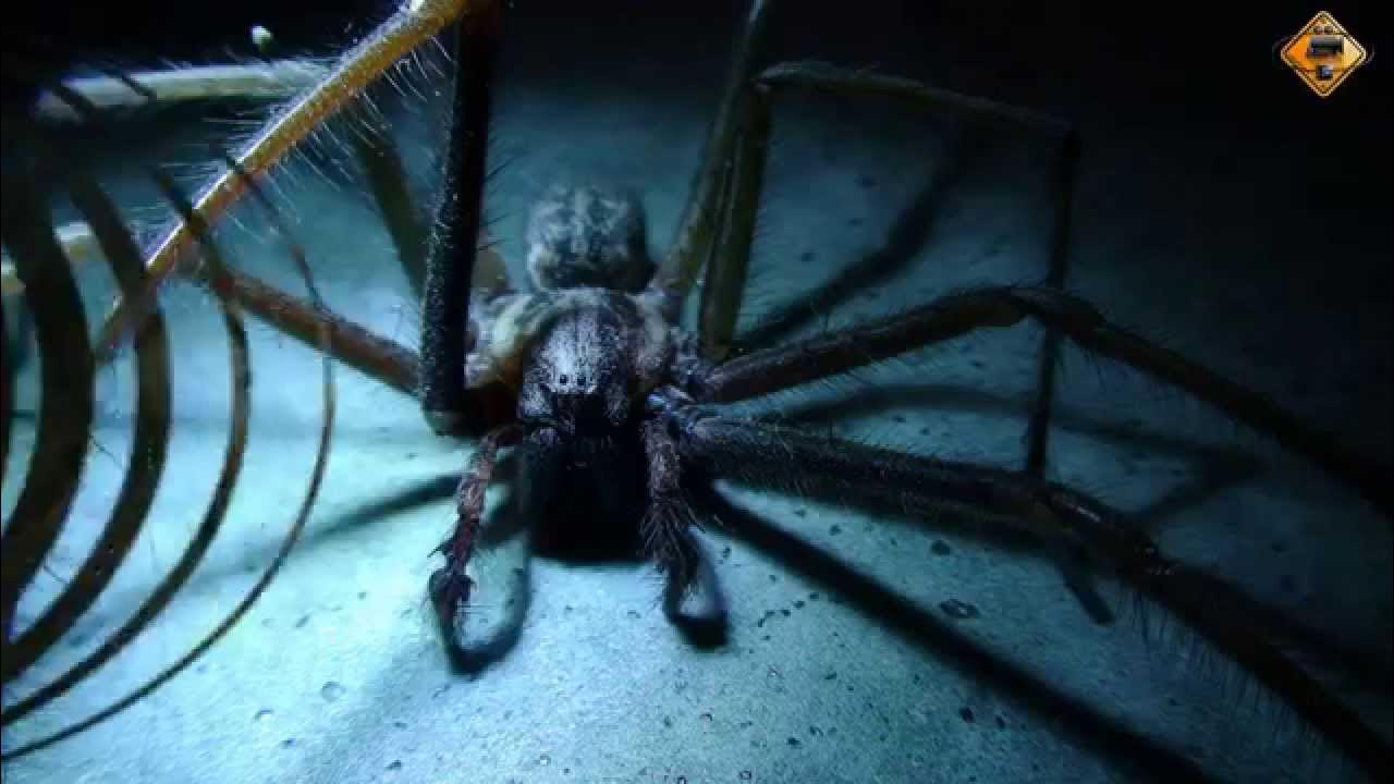 Ich eine spinne. Ich eine spinne