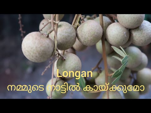 Longan fruit