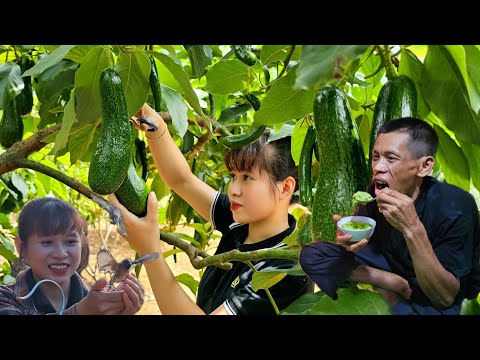 Harvest Avocado Garden go to the market sell - Bird Rescue - Farm Life | Ly Thi Ly